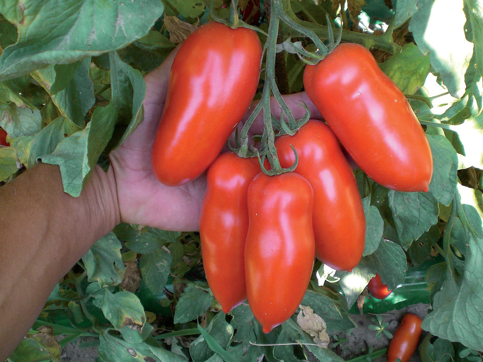 Variety GIULIETTA F1 ProductExplorer