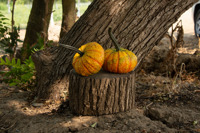 WARTY GNOME F1