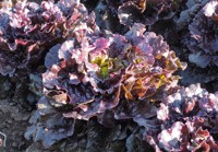FLORINRED