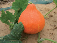 POTIMARRON
