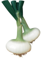 Blanc FISSA