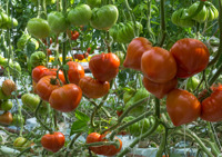 GOURMANDIA F1