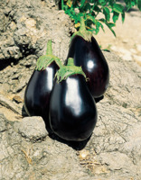 GALINE F1