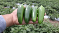 ORIZABA F1