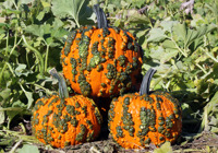 WARTY GOBLIN F1