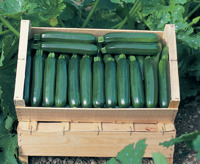 CORA F1