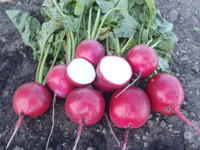 RED JEWEL F1