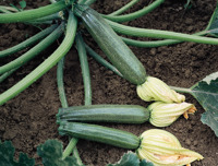 ZUCCHINI ELITE F1
