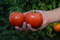 SCARLET RED F1