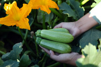 Courgette