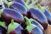 Aubergine