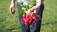 Radish