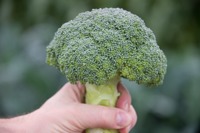 Brocoli