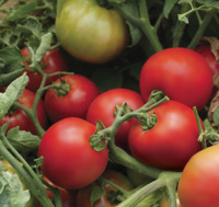 Tomate déterminée marché de frais