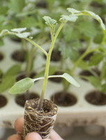 Porte-greffe Tomate interspécifique