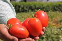 Tomato Det Proc