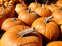 Pumpkin Halloween