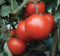 PRIMO RED F1