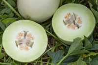 JADEITE F1 (HMC460066)